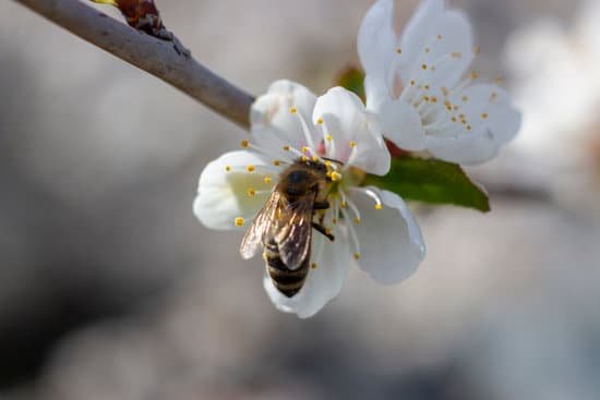canva a bee against a background of blue sky and in the sun rays that flies to the fruit tree to collect honey.
