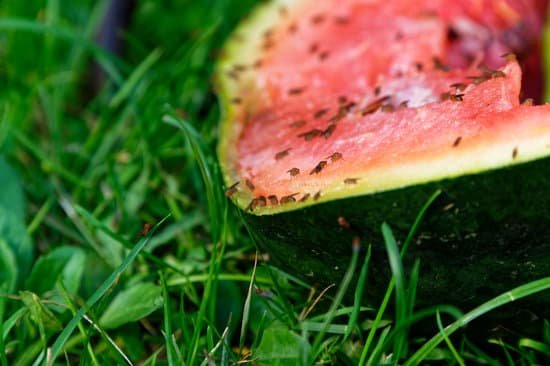 canva a discarded watermelon lies on the green grass and is covered with fruit flies MAD6RWyZrVQ