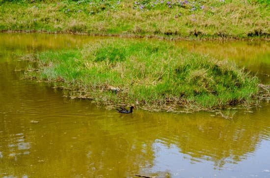 canva a duck on the water of spittal pond bermuda