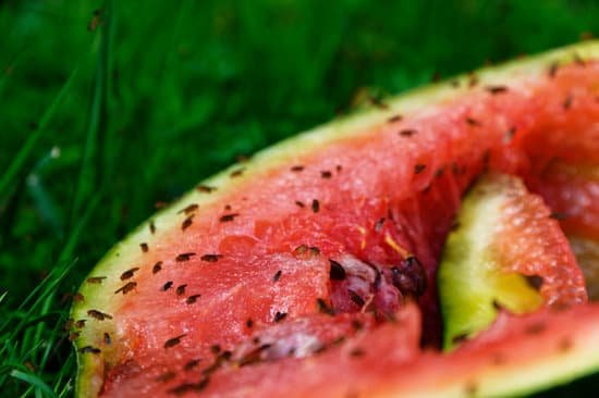 canva a lot of fruit flies are feeding on a discarded watermelon. MAD6RbwUOKo