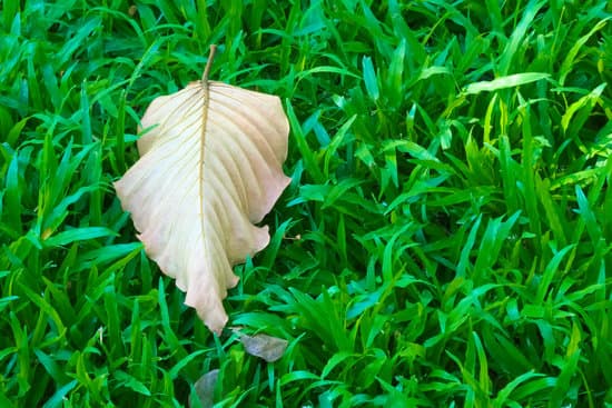 canva a off centered fallen dried leaf losing its colors and green chlorophyll while atop a lush grassy green background. MADOqhnBj20