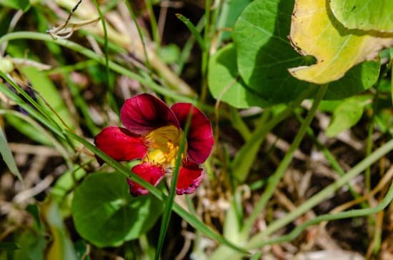 canva a red nasturtium hides in the long grasses at spittal pond bermuda MADZizkvOZc