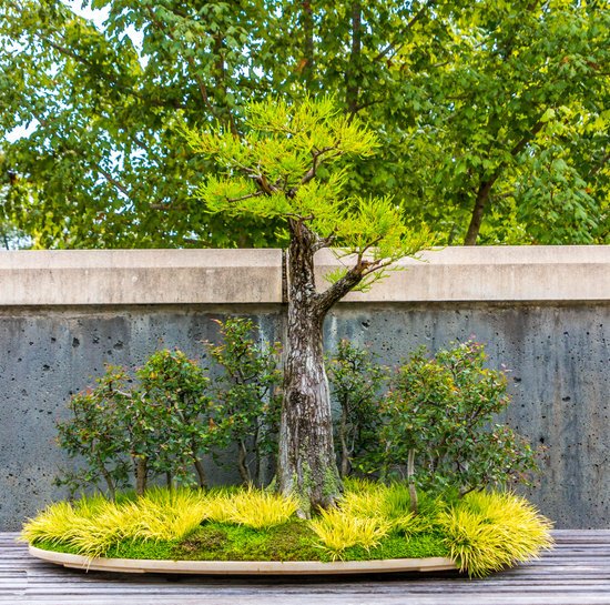 canva a trimmed bonsai tree