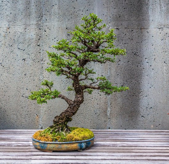 canva a trimmed bonsai tree MADFz5g udo