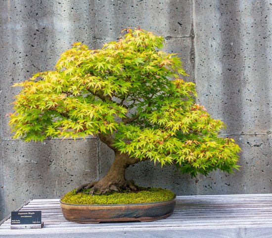 canva a trimmed bonsai tree MADFz7wya 8