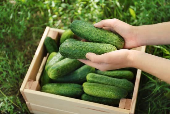 canva a wooden box of cucumbers on top of grass MAD9T5jtypk