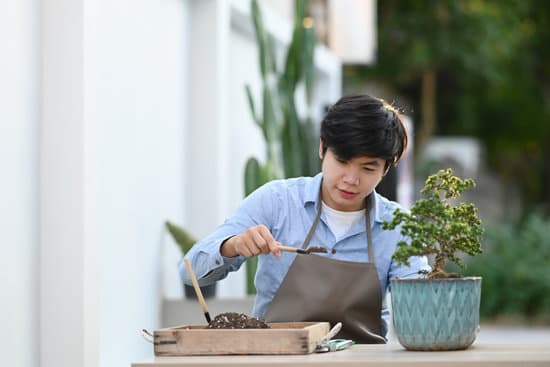 canva a young man gardeners hand transplanting bonsai in cement pots o