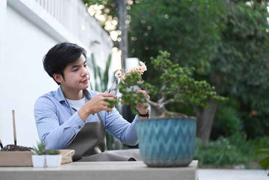 canva a young man pruning bonsai leaves at his home garden. MAEP0OqgCHg