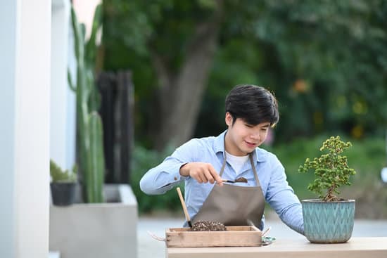 canva a youngman planting a bonsai tree into pot at home.