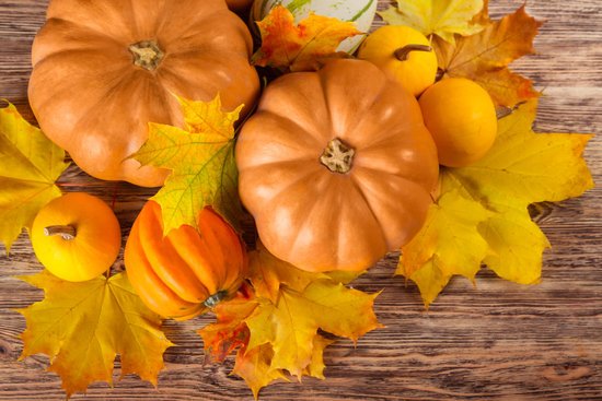 canva acorn squash MADFCZC4fow