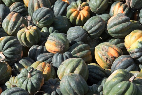 canva acorn squash MADFqNcZN38