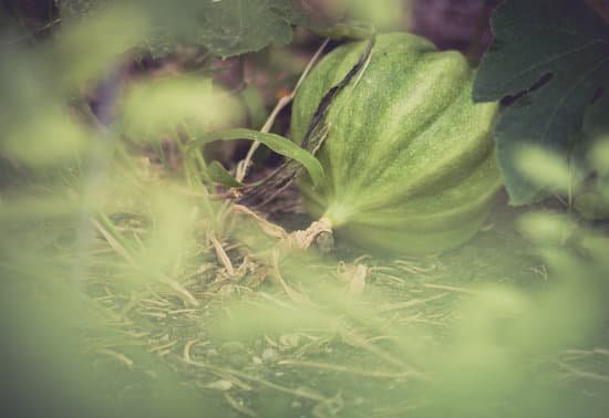 canva acorn squash in the garden MAEETVnZFYE