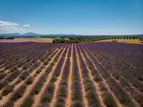 canva aerial view of a lavender field MAER2szAPvs
