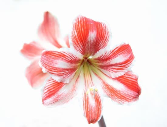 canva amaryllis MAC5wc9kNcI
