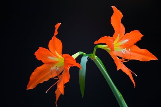 canva amaryllis MAC 3cbmzbE