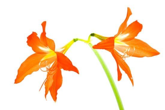 canva amaryllis MAC w8HO8Pc