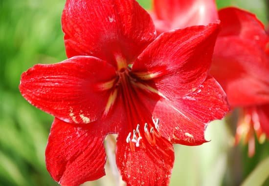 canva amaryllis MADAgOzhPUo
