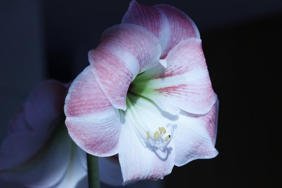 canva amaryllis