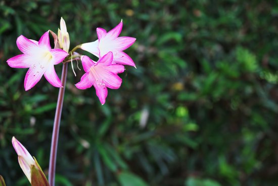 canva amaryllis MADGBIrb sA
