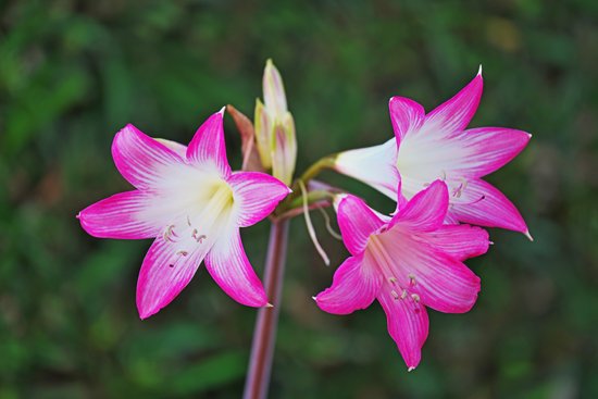 canva amaryllis MADGBKPBnrc