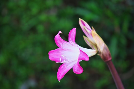canva amaryllis MADGBLy1VK0