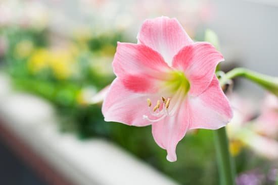 canva amaryllis MAEEeRC4RHU