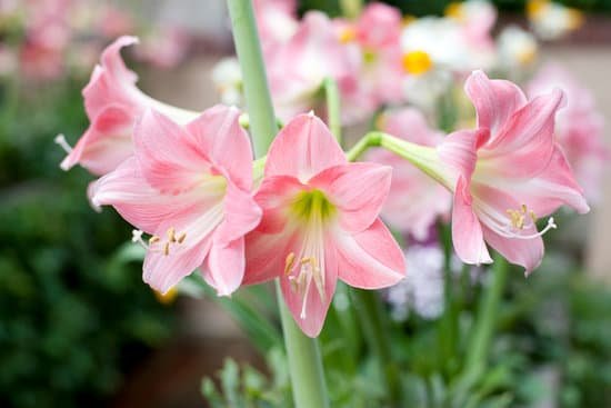 canva amaryllis