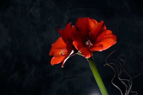 canva amaryllis MAEFiYWMeO4