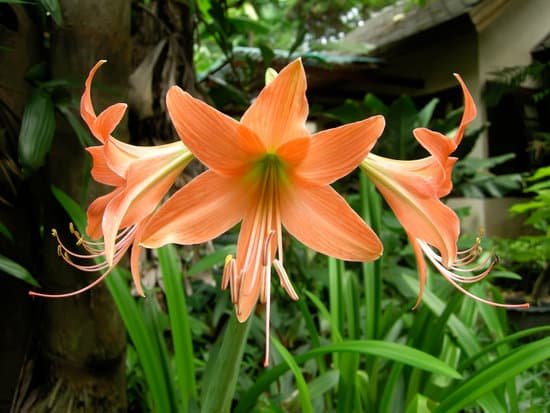 canva amaryllis MAEJGLXcaFI