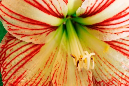 canva amaryllis flower MAEE3UDShFA