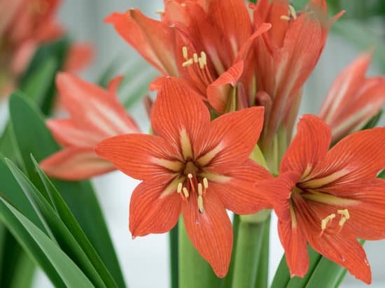 canva amaryllis flowers MADBg2n6uRI