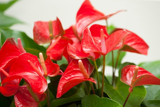 canva amaryllis flowers MADFBzIveYg