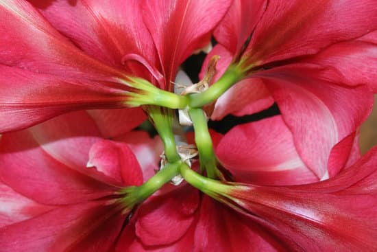 canva amaryllis looking down MADW JaS4KM