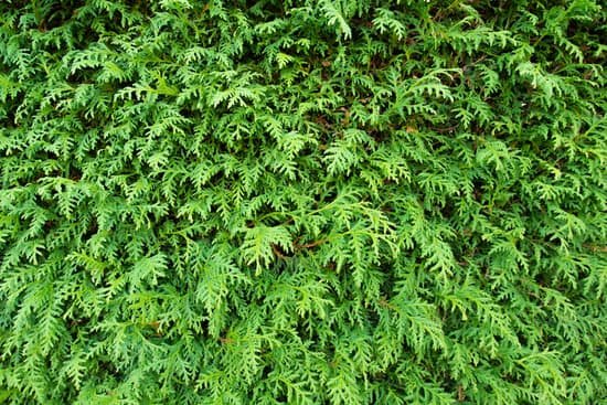 canva american arborvitae background MADBvQpjgeE