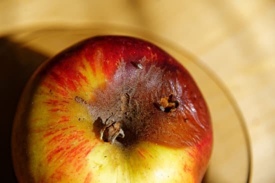 canva an apple has a bruise where it has fallen off the tree and is starting to rot this is attracting fruit flies. MAD6fMvm7Lo