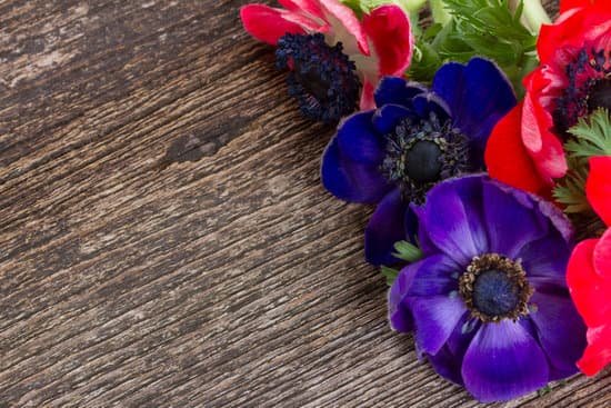 canva anemone flowers MABM1 F3RA