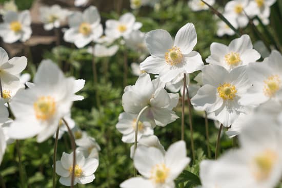 canva anemone flowers MACohO5zFgU