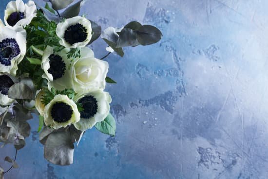 canva anemones flowers MACW2XuULhc