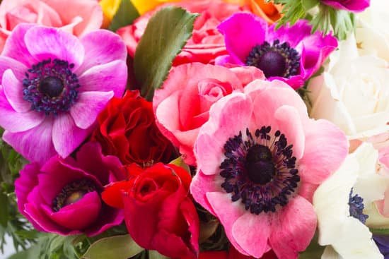 canva anemones flowers on stone background MACiADTTXjU