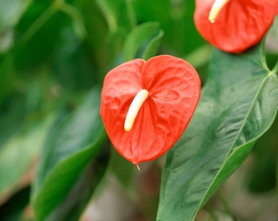 canva anthurium MAC Dbm67PQ