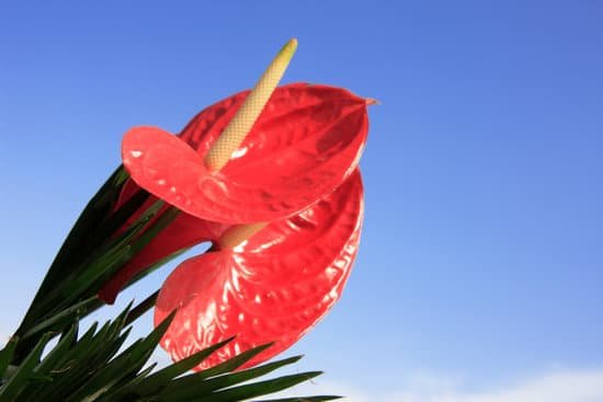 canva anthurium MAC9