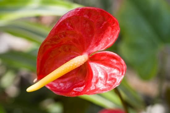 canva anthurium MAC9 RRQw5s