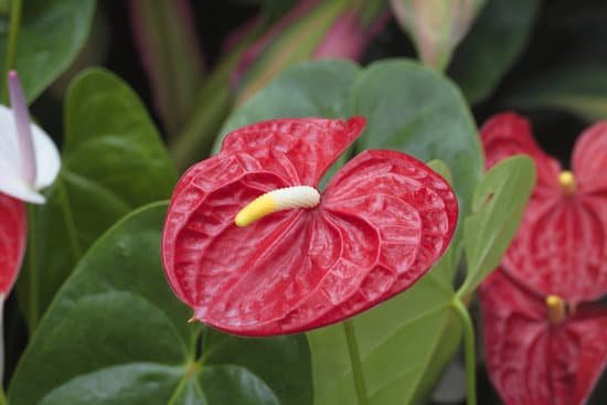 canva anthurium MADBIAS0M5c