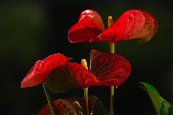 canva anthurium MADCPlGyfbA