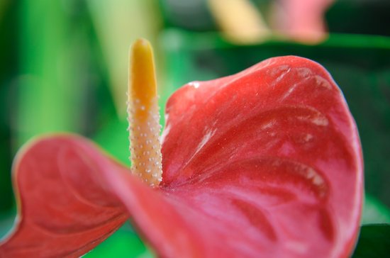 canva anthurium MADFldGGoo4