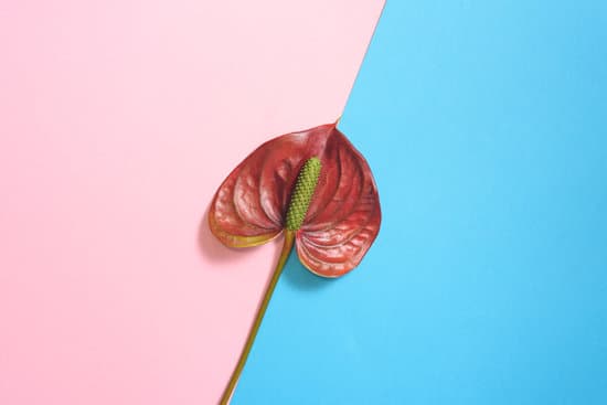 canva anthurium red flower on the pink and blue background MAEQdnceVi0