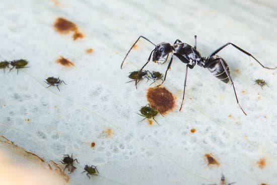 canva ants and aphids MADAlRHvptQ