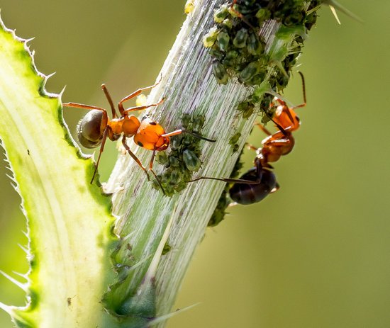 canva ants and aphids MADFMFA5HpM