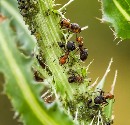 canva ants farming aphids MADFMK2adYM