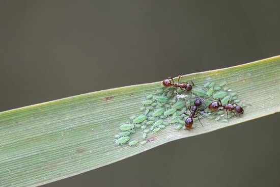 canva ants herding aphids MAC M9KCJvo